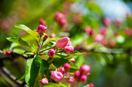 Blooming apple tree in the spring garden. Close up of pink flowers on a tree. Spring backgroundの写真素材