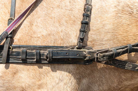 Close up of horse drawn carriage tackの写真素材
