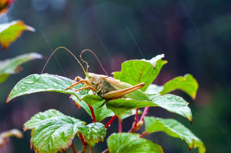 Locust. Grass Hopper. A differential grasshopper hanging out in a summer meadowの写真素材