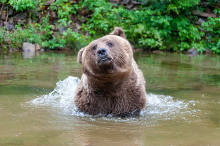 Wild Brown Bear (Ursus Arctos) in the summer forest.の写真素材