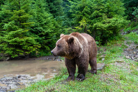 Wild Brown Bear (Ursus Arctos) in the summer forest.の写真素材