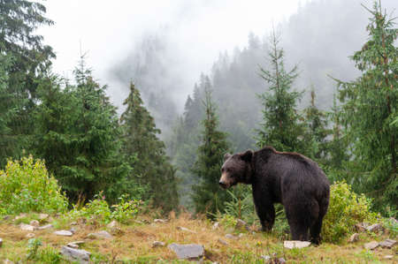 Wild Brown Bear (Ursus Arctos) in the summer forest.の写真素材