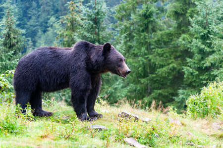 Wild Brown Bear (Ursus Arctos) in the summer forest.の写真素材