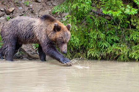 Wild Brown Bear (Ursus Arctos) in the summer forest.の写真素材