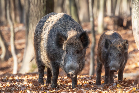 Wild boar on the background of the autumn forest. Photo of wild nature.の写真素材