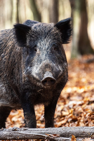 Wild boar on the background of the autumn forest. Photo of wild nature.の写真素材