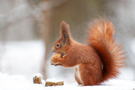 Red squirrel in the winter forest close-up.の写真素材