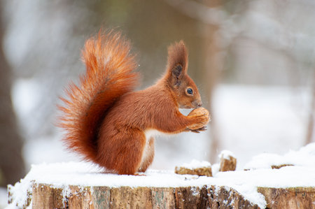 Red squirrel in the winter forest close-up.の写真素材