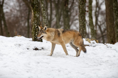 Gray wolf walks through a snowy winter forest. European wolf in natural habitat. wild life.の写真素材