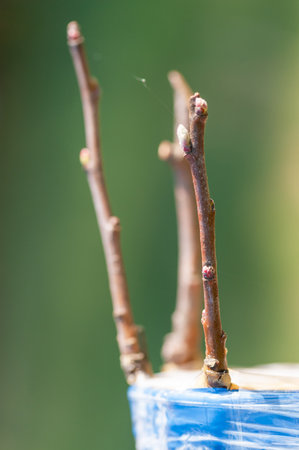 Spring grafting of trees. The farmer looks after the orchardの写真素材