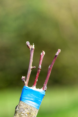 Spring grafting of trees. The farmer looks after the orchard