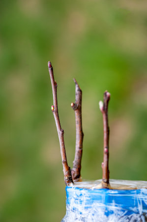 Spring grafting of trees. The farmer looks after the orchardの写真素材