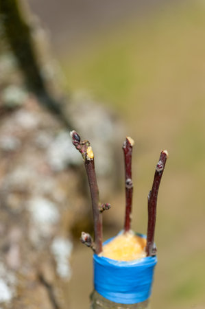 Spring grafting of trees. The farmer looks after the orchardの写真素材