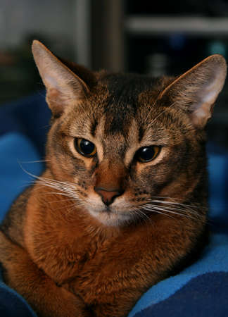 portrait of an Abyssinian cat at home on a blue backgroundの写真素材