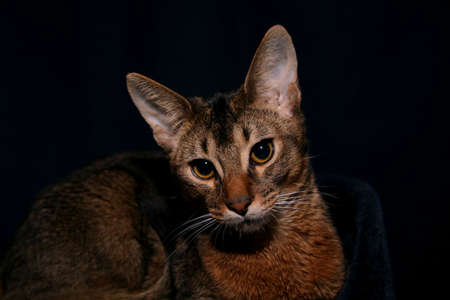 portrait of an Abyssinian cat at home on a blue backgroundの写真素材