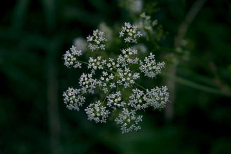 flower white macro photography of a beautiful forest