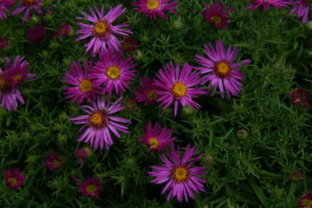 beautiful flowers of garden shrub Aster near the fence in the countryの写真素材