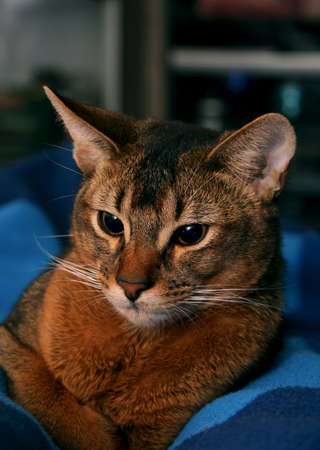 portrait of an Abyssinian cat at home on a blue backgroundの写真素材