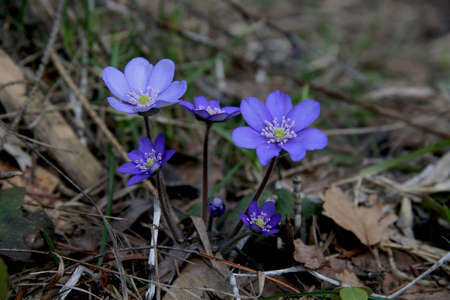 beautiful blue snowdrops in the forest close up