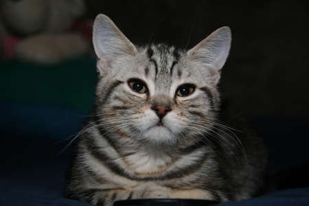British Shorthair tabby kitten at home on the benchの写真素材