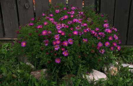 beautiful flowers of garden shrub Aster near the fence in the countryの写真素材