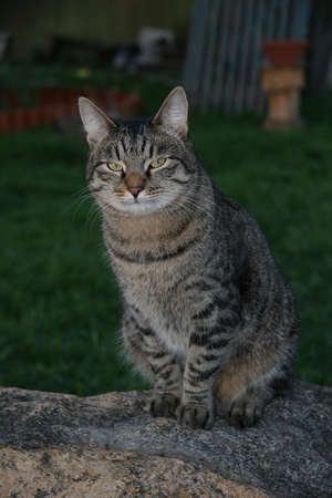 mongrel striped kitten sitting on a rock in the countryの写真素材