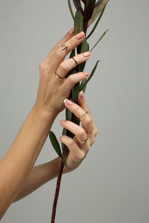 Womens hands with a neat delicate manicure and rings on their fingers hold a green plant photo on a...