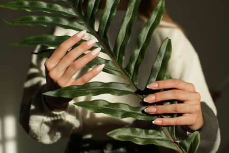 Beautiful womens hands with a delicate manicure hold a green plant. High quality photoの写真素材