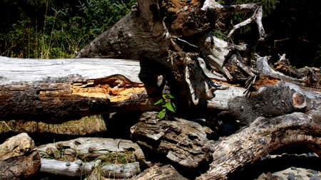 This is a tree that has been uprooted near the Oregon Coast.の写真素材