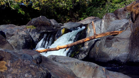 This is an image of driftwood in Western Oregon.の写真素材
