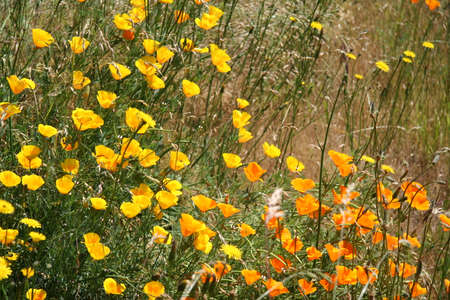 A natural meadow of yellow poppies flowers.の写真素材