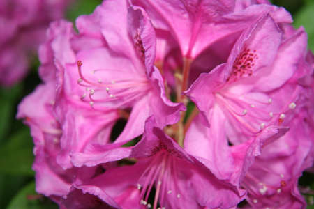 cluster of Rhododendrons, at the parkの写真素材