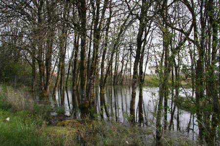This is a photo of a wetland in the Pacific Northwest.の写真素材