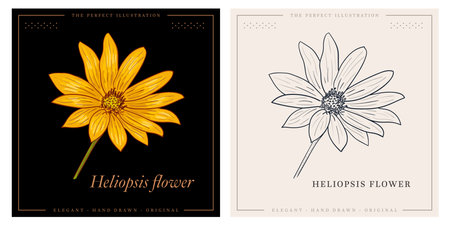 Vintage Heliopsis flower botanical illustrationのイラスト素材