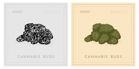 Cannabis Marijuana weed flower bud retro vintage illustrationのイラスト素材
