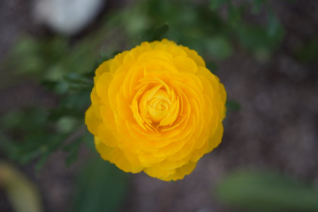 Beautiful yellow ranunculus flower in garden. Close up.