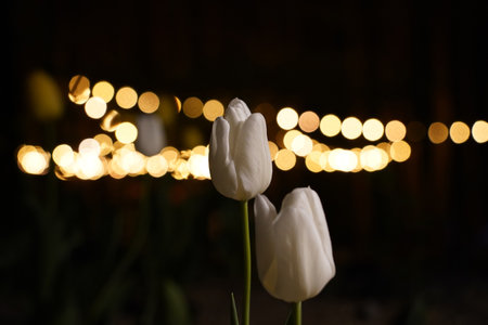 White tulips in front of bokeh lights at night.の写真素材