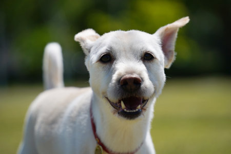 A dog with a red collar is smiling and the camera is showing.