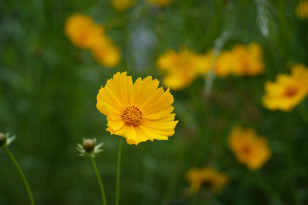 Yellow Coreopsis blooming in the garden