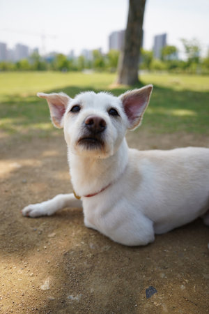 A white dog with a red collar is lying on the ground in the park.