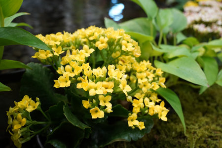 Yellow flowers in the garden. Selective focus on yellow flower.