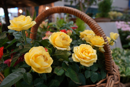 Yellow roses in a wicker basket at the flower shop, stock photoの写真素材
