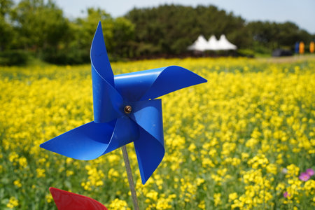 A windmill in a field of yellow flowers in the summer.の写真素材
