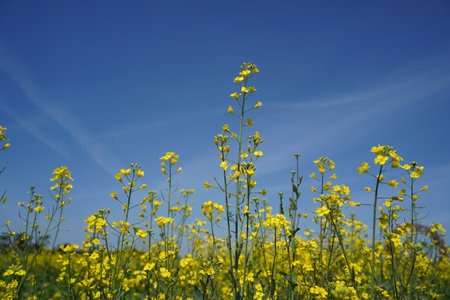 Rapeseed field on a sunny day with blue sky in the background