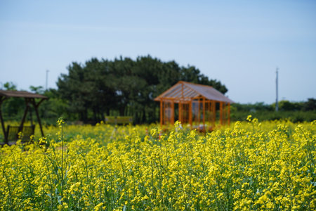 Field of blooming rapeseed with gazebo in the backgroundの写真素材