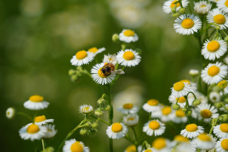 Camomile flowers and bee on a green meadow in summerの写真素材