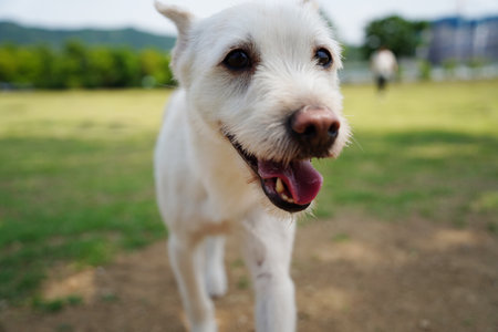 Portrait of a white dog, close-up, outdoors.