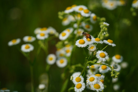 Camomile flowers and bee on green meadow in summer.の写真素材