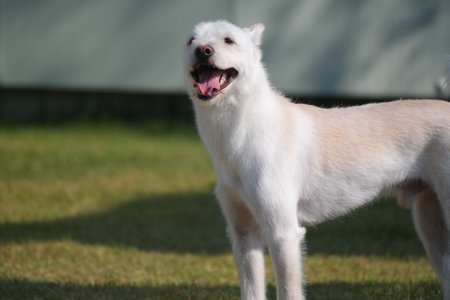 White dog standing on the grass in the garden with tongue outの写真素材