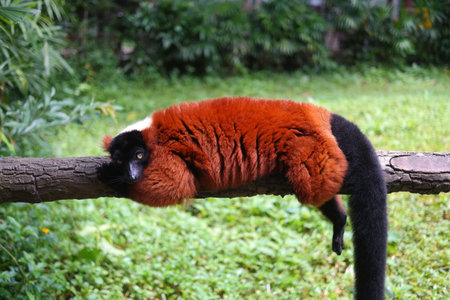 Red ruffed lemur (Lemur catta) on the tree